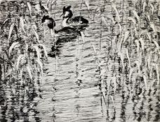 EMIL POTTNER (1872-1942) ARTIST SIGNED ETCHING Great Crested Grebes 8 ¼” x 10 ½” (20.9cm x 26.6cm)