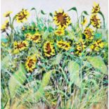 JOHN LANCASTER (b.1930) OIL ON BOARD Sunflowers Signed 24” x 24” (61cm x 61cm), unframed