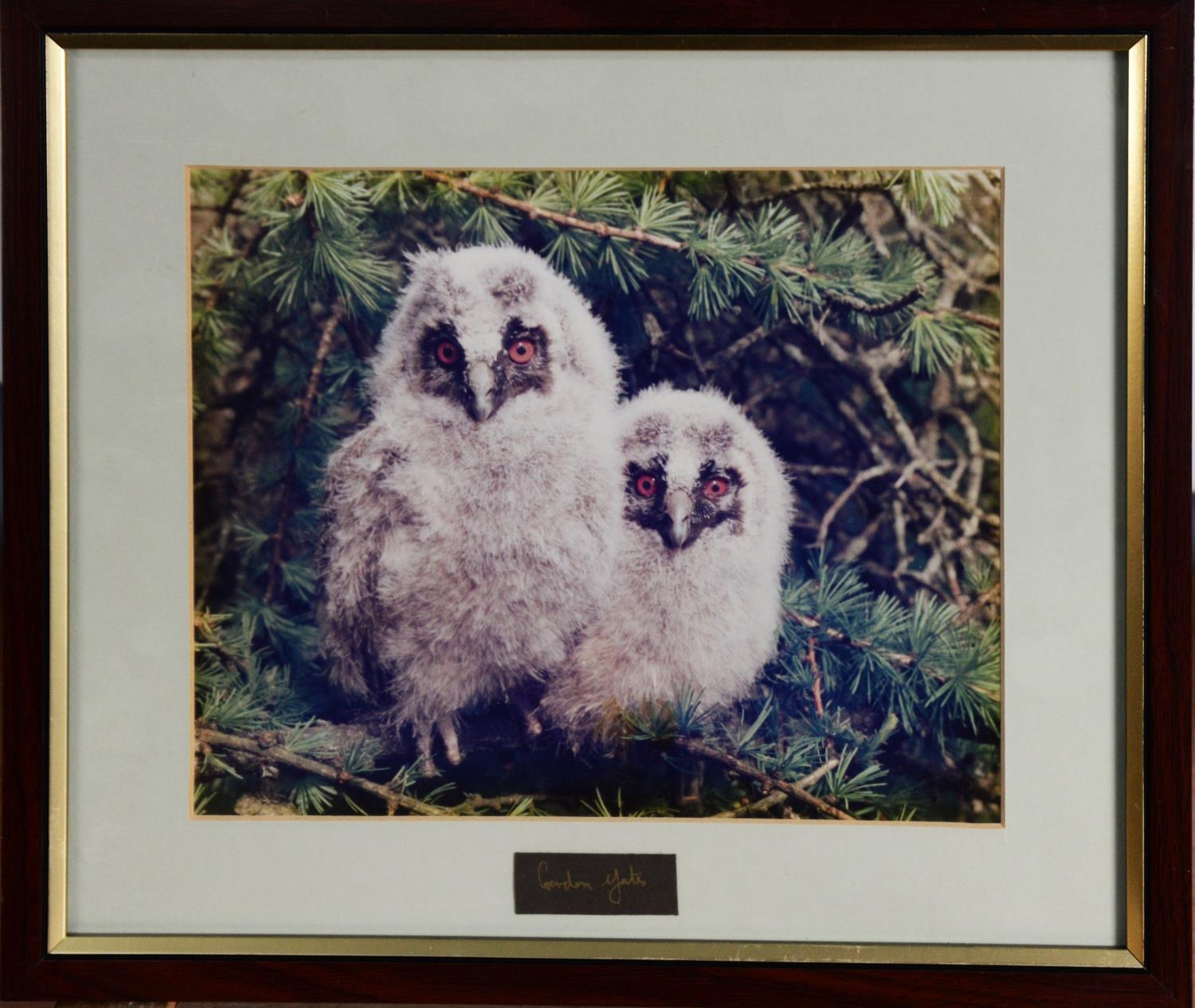 GORDON YATES (TWENTIETH/ TWENTY FIRST CENTURY) SIX COLOUR PHOTOGRAPHIC PRINTS Barn owl with dead - Image 7 of 12
