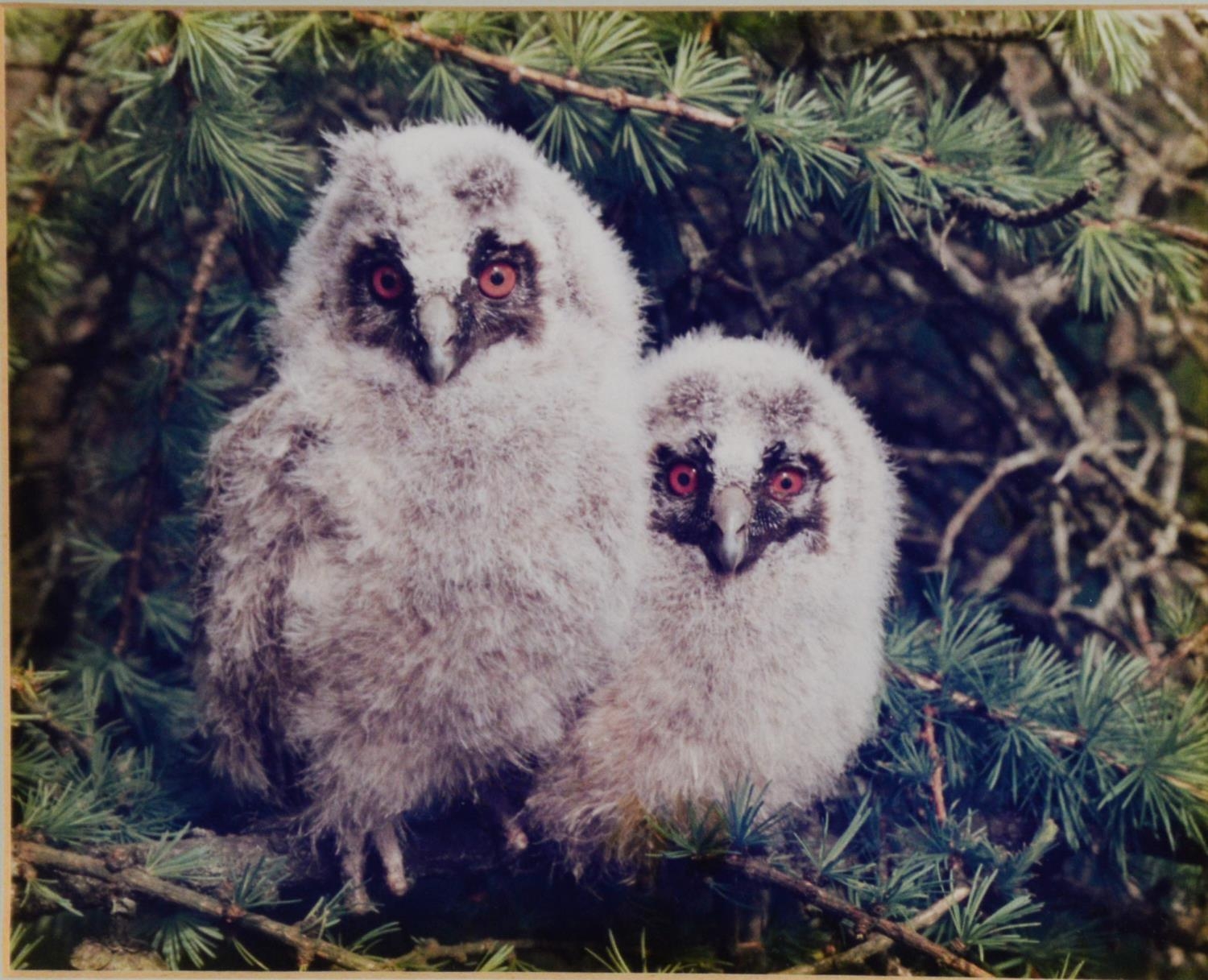 GORDON YATES (TWENTIETH/ TWENTY FIRST CENTURY) SIX COLOUR PHOTOGRAPHIC PRINTS Barn owl with dead - Image 8 of 12