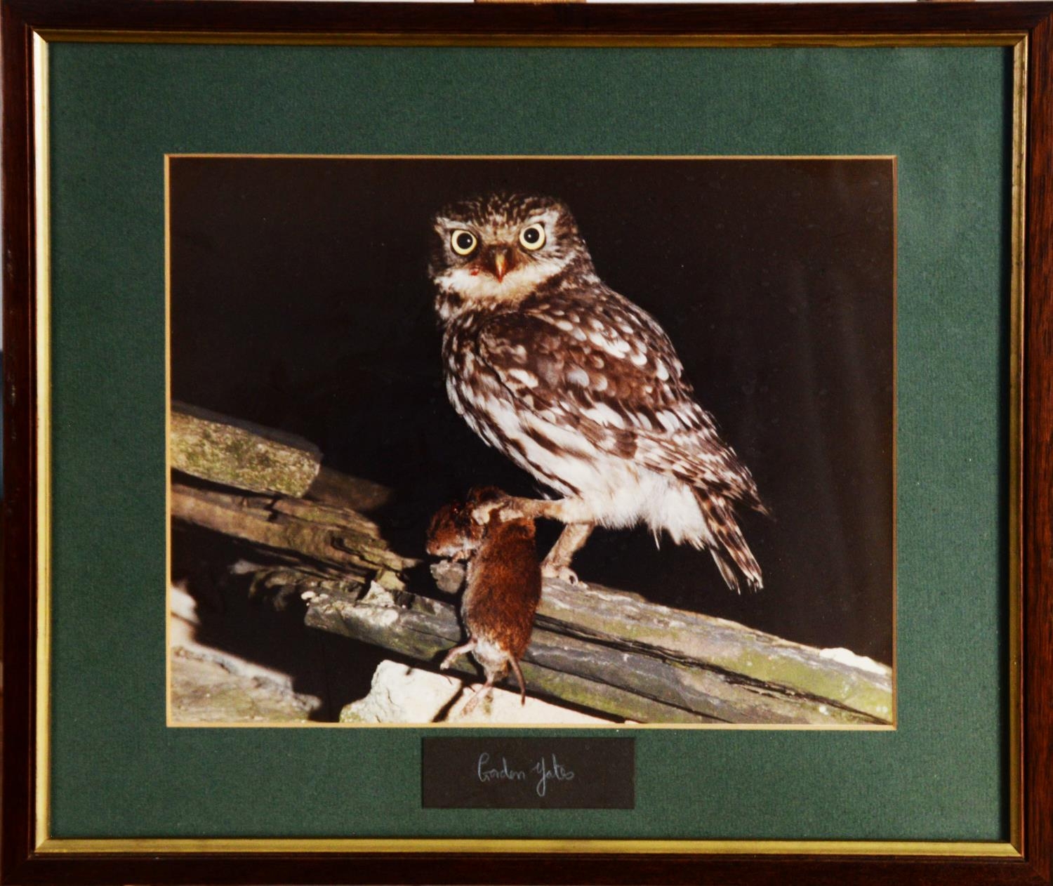 GORDON YATES (TWENTIETH/ TWENTY FIRST CENTURY) SIX COLOUR PHOTOGRAPHIC PRINTS Barn owl with dead - Image 2 of 12