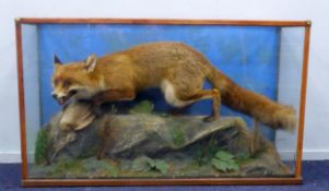 TAXIDERMY: Mid to late 20th century cased fox in naturalistic diorama, 41¾ " (106 cm) W