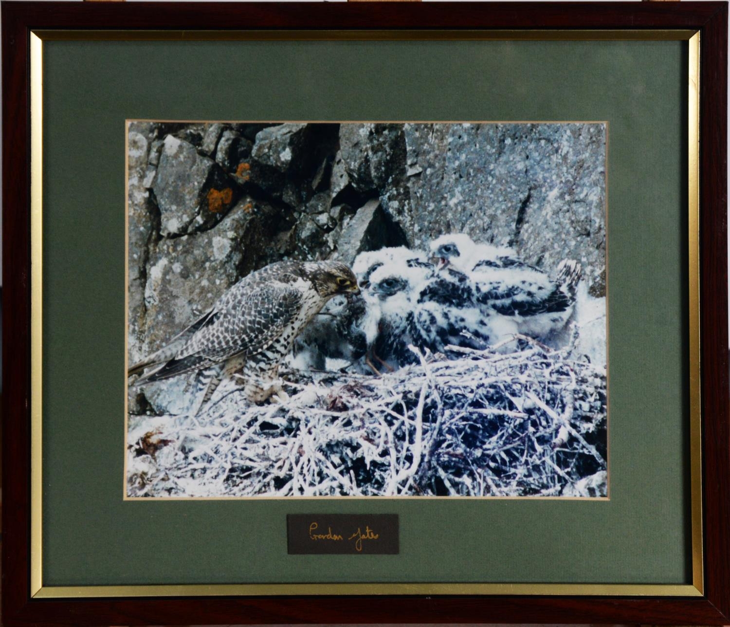 GORDON YATES (TWENTIETH/ TWENTY FIRST CENTURY) SIX COLOUR PHOTOGRAPHIC PRINTS Barn owl with dead - Image 5 of 12