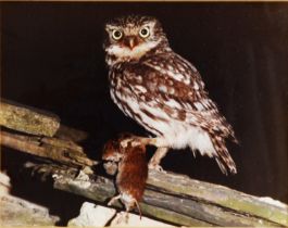 GORDON YATES (TWENTIETH/ TWENTY FIRST CENTURY) SIX COLOUR PHOTOGRAPHIC PRINTS Barn owl with dead