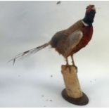 TAXIDERMY: Cock-pheasant on naturalistic wooden perch, plus a hen-pheasant standing 24½" (62 cm)