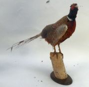 TAXIDERMY: Cock-pheasant on naturalistic wooden perch, plus a hen-pheasant standing 24½" (62 cm)