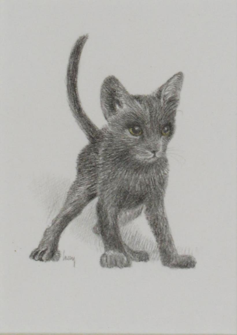 JAMES LACY (TWENTIETH/ TWENTY FIRST CENTURY) PENCIL ‘Shorthair Blue’, a kitten Signed lower left and