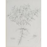 MARGARET BROWN (TWENTIETH/ TWENTY FIRST CENTURY) PENCIL DRAWING ‘Euphorbia Lathyrus’ specimen