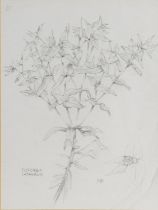 MARGARET BROWN (TWENTIETH/ TWENTY FIRST CENTURY) PENCIL DRAWING ‘Euphorbia Lathyrus’ specimen