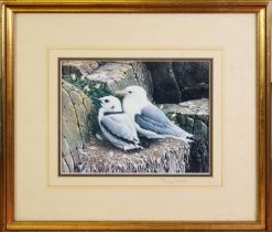 RALPH WATERHOUSE ARTIST SIGNED COLOUR PRINT Two gulls on nest Signed to the mount 6 ¼” x 8 ¼” (15.