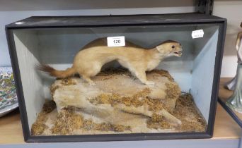 A CASED PRESERVED STOAT