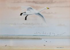 CHRIS SHIELDS (TWENTIETH/ TWENTY FIRST CENTURY) WATERCOLOUR ‘Goose in Flight’ Signed lower right and