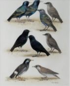 CHRIS SHIELDS (TWENTIETH/ TWENTY FIRST CENTURY) WATERCOLOUR Studies of nine garden birds Signed