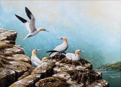 RALPH WATERHOUSE (b.1943) GOUACHE Cliff scene, two pairs of gannets with nests Signed and dated (19)