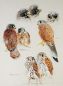 POLLYANNA PICKERING (1942 – 2018) PENCIL AND WATERCOLOURS SKETCHES Kestrels at various stages of
