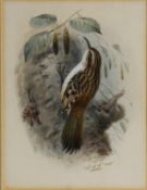 JOHANNES GERARDUS KEULEMANS (1842–1912) WATERCOLOUR ‘Tree-creeper’, on a tree trunk Signed with