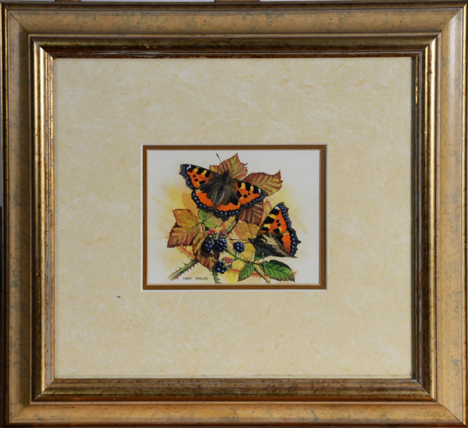 CHRIS SHIELDS (TWENTIETH/ TWENTY FIRST CENTURY) PAIR OF GOUACHE DRAWINGS Butterflies on fruit Signed - Image 3 of 3