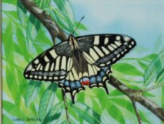 CHRIS SHIELDS (TWENTIETH/ TWENTY FIRST CENTURY) GOUACHE Butterfly landed on a branch Signed lower