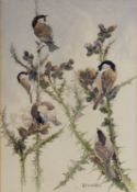 ERIC ENNION (1900 – 1981) WATERCOLOUR Five marsh and willow tits perched feeding on thistles