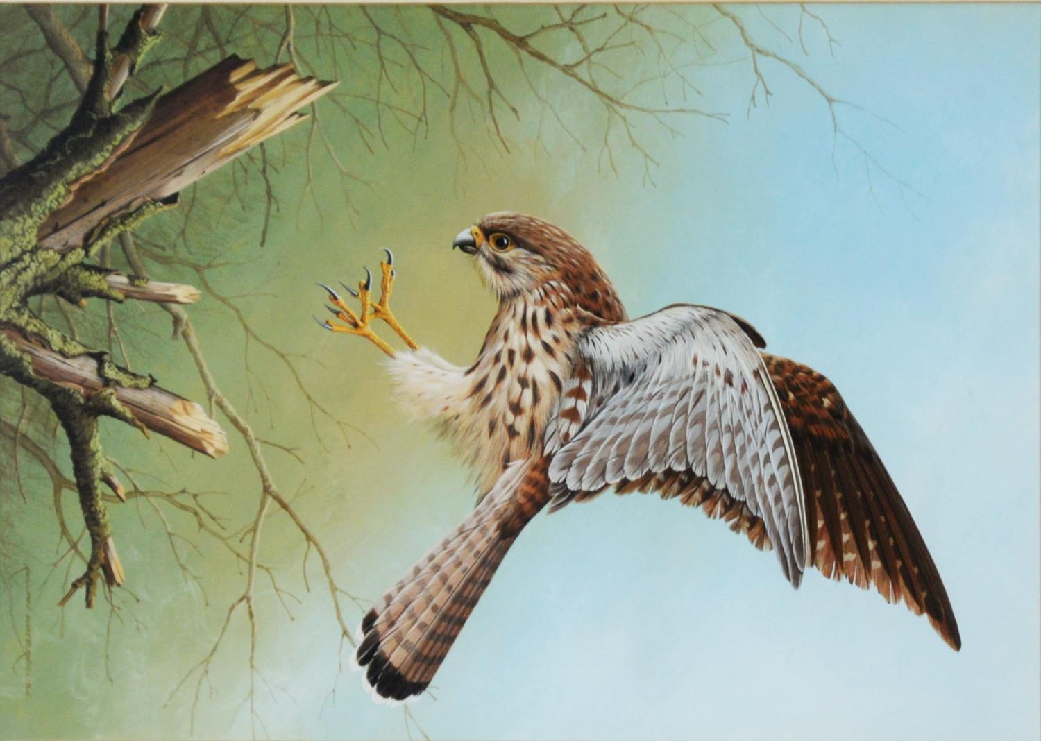 RALPH WATERHOUSE (b.1943) GOUACHE Kestrel depicted about to land on a tree stump Signed lower