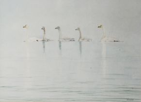 W NIELD (TWENTIETH/ TWENTY FIRST CENTURY) WATERCOLOUR Five Swans Signed lower right 10 ¼” x 14” (