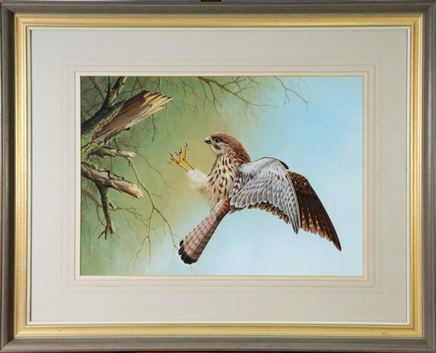 RALPH WATERHOUSE (b.1943) GOUACHE Kestrel depicted about to land on a tree stump Signed lower - Image 2 of 2