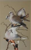 JANE BREWER (TWENTIETH/ TWENTY FIRST CENTURY) GOUACHE Four ‘Collared Doves’ perched on a bough