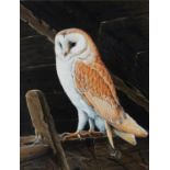 RALPH WATERHOUSE (b.1943) GOUACHE Barn owl perched in rafters Signed lower left 14 ¼” x 11” (36cm