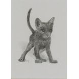 JAMES LACY (TWENTIETH/ TWENTY FIRST CENTURY) PENCIL ‘Shorthair Blue’, a kitten Signed lower left and