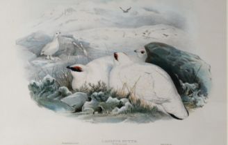 J WOLF & HC RICHTER (Artist and lithographer) COLOURED LITHOGRAPH BY WALTER & COHN Imp. ‘Lagopus