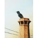 RALPH WATERHOUSE (b.1943) GOUACHE Starling perched on a chimney pot Signed lower left 17 ½” x