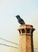 RALPH WATERHOUSE (b.1943) GOUACHE Starling perched on a chimney pot Signed lower left 17 ½” x