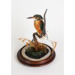 TAXIDERMY MODEL OF A KINGFISHER, modelled perched on a branch, 9” (22.9cm) high, on a turned wood