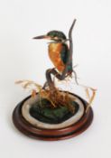 TAXIDERMY MODEL OF A KINGFISHER, modelled perched on a branch, 9” (22.9cm) high, on a turned wood