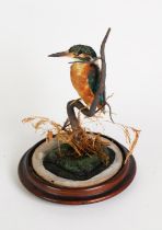 TAXIDERMY MODEL OF A KINGFISHER, modelled perched on a branch, 9” (22.9cm) high, on a turned wood