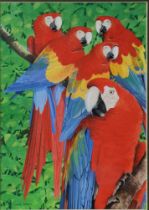 CHRIS SHIELDS (TWENTIETH/ TWENTY FIRST CENTURY) GOUACHE Five parrots perched on a branch Signed