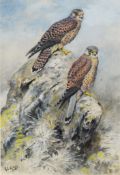GEORGE EDWARD LODGE (1860-1954) WATERCOLOUR ‘A Pair of Kestrels’ Signed, titled to Tryon Gallery,