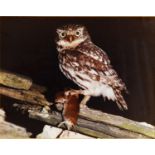 GORDON YATES (TWENTIETH/ TWENTY FIRST CENTURY) SIX COLOUR PHOTOGRAPHIC PRINTS Barn owl with dead