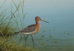 RALPH WATERHOUSE (b.1943) GOUACHE Oyster catcher wading by reeds Signed lower right 5 ¼” x 7 ¼” (