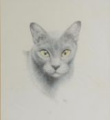JAMES LACY (TWENTIETH/ TWENTY FIRST CENTURY) PENCIL 'Blue Burmese' head of a cat, the eyes