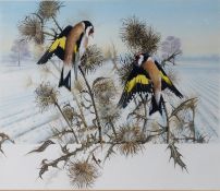CHRIS SHIELDS (TWENTIETH/ TWENTY FIRST CENTURY) GOUACHE Two finches perched on thistles, in a
