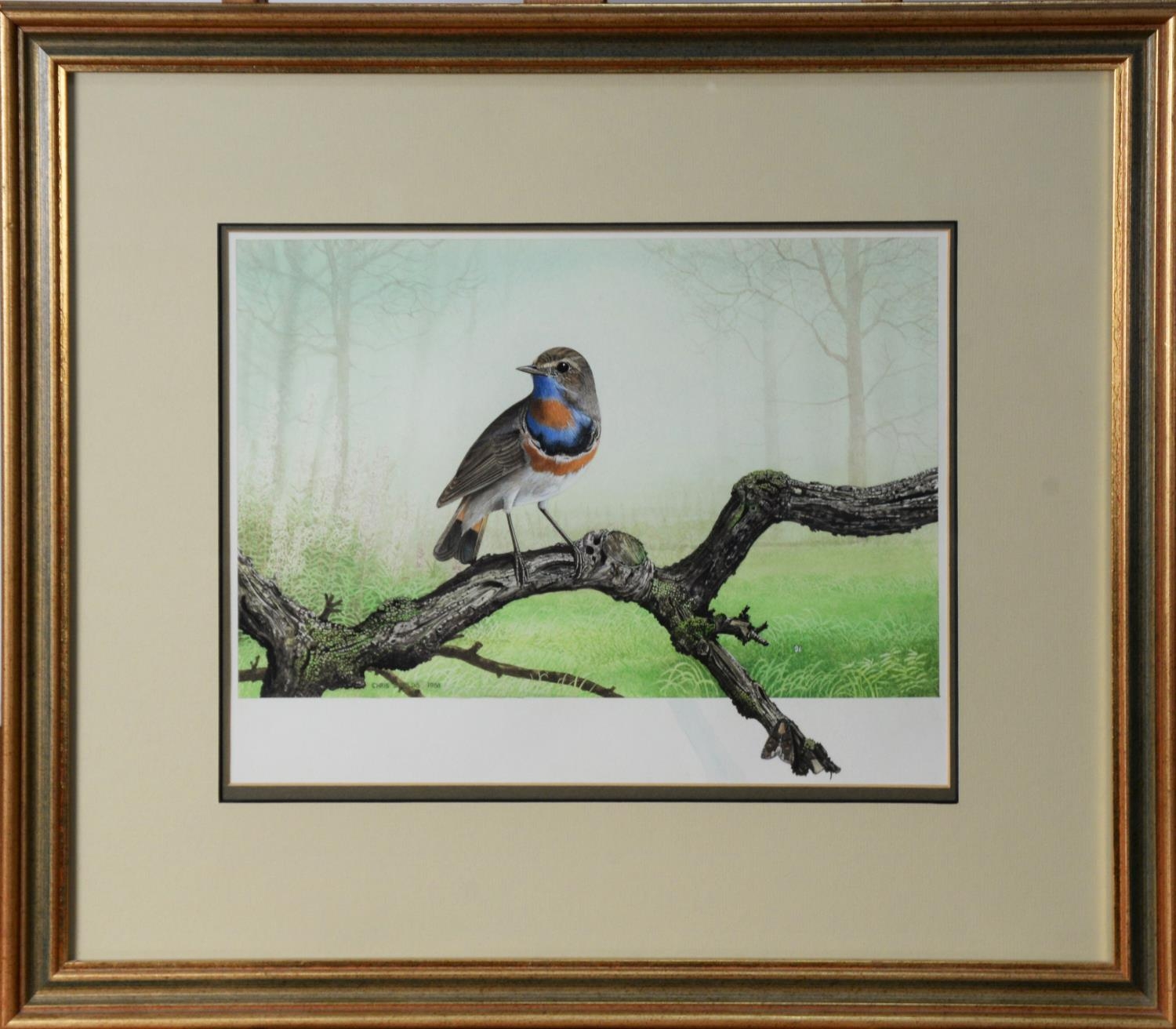 CHRIS SHIELDS (TWENTIETH/ TWENTY FIRST CENTURY) PAIR OF GOUACHE AND WATERCOLOURS Each a bird perched - Image 4 of 4