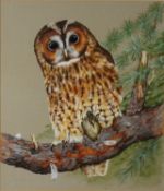 JANE BREWER (TWENTIETH/ TWENTY FIRST CENTURY) GOUACHE Tawny owl perched on the branch of a fir
