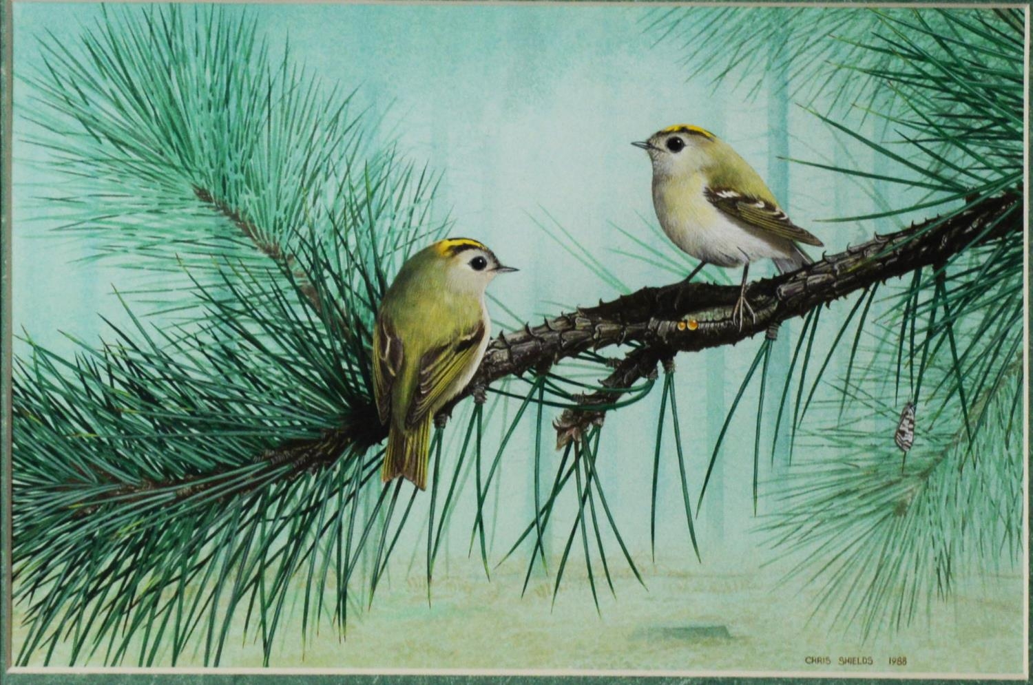 CHRIS SHIELDS (TWENTIETH/ TWENTY FIRST CENTURY) GOUACHE Two small birds on a fir tree branch