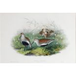 J. GOULD & H C RICHTER (Artist and lithographer) TWO COLOURED LITHOGRAPHS ‘Pelindna Cinclus in
