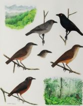 CHRIS SHIELDS (TWENTIETH/ TWENTY FIRST CENTURY) WATERCOLOUR Sketch of six garden birds with two