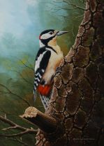 RALPH WATERHOUSE (b.1943) GOUACHE Great or spotted woodpecker on a tree trunk Signed lower right