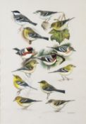 DAVID QUINN (TWENTIETH/ TWENTY FIRST CENTURY) GOUACHE Studies of thirteen small garden birds