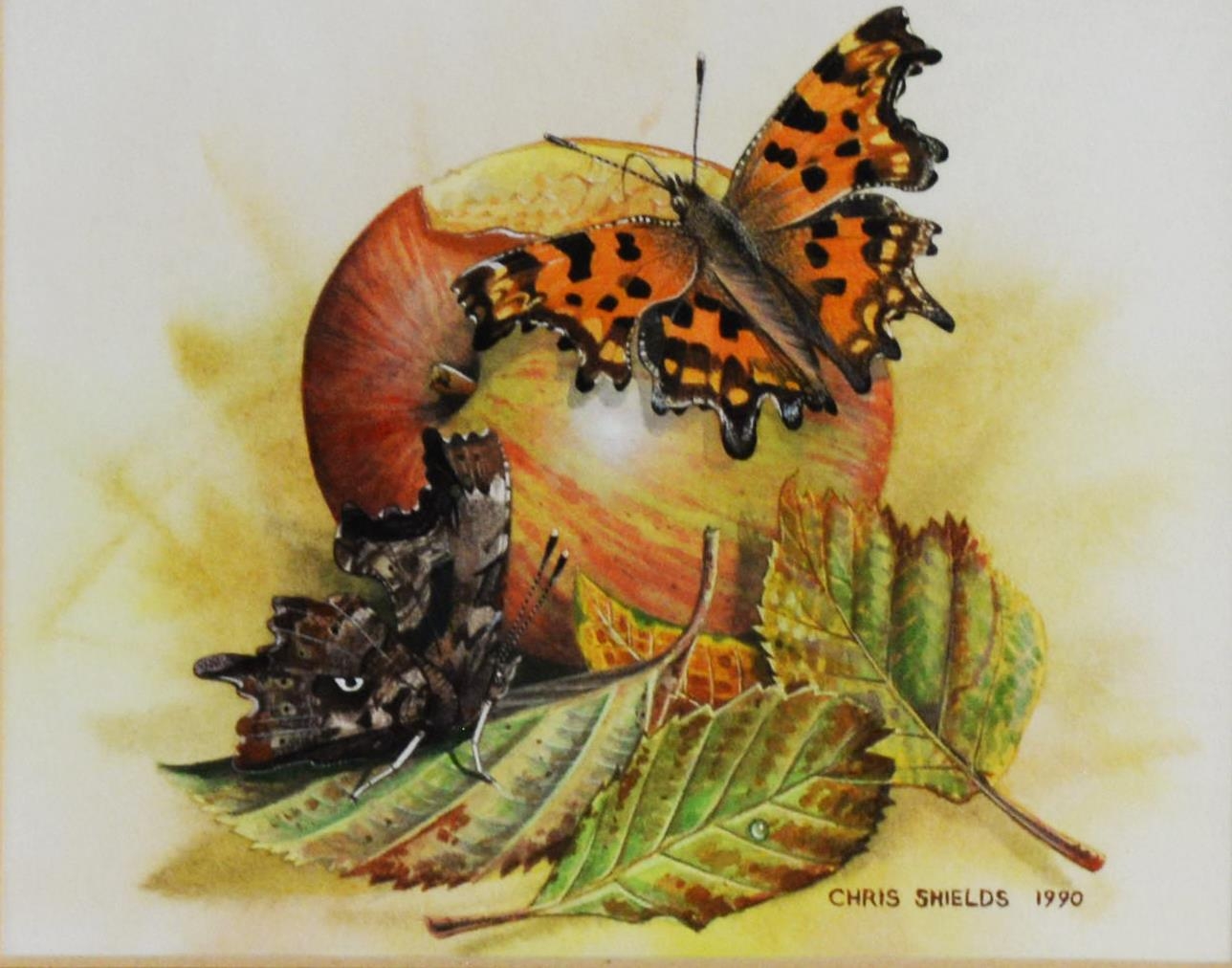 CHRIS SHIELDS (TWENTIETH/ TWENTY FIRST CENTURY) PAIR OF GOUACHE DRAWINGS Butterflies on fruit Signed - Image 2 of 3