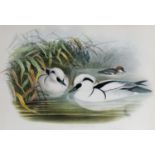 J WOLF & HC RICHTER (Artist and lithographer) THREE COLOURED LITHOGRAPHS OF BIRDS ‘Morgus